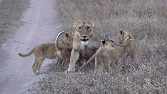 Lion cubs and mother in savannah, Africa, Tanzania
Lion cubs with mommy, Serengeti, Tanzania
