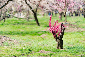 偕楽園の梅林で撮影した紅梅の小さな木