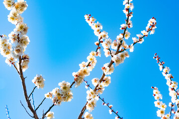 白梅の花の近影