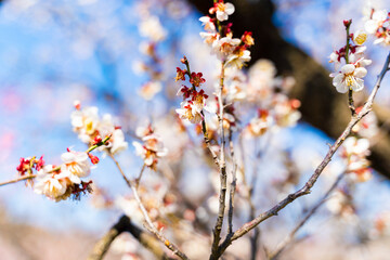 白梅の花の近影
