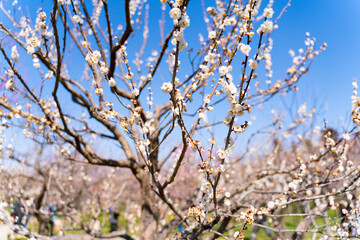 偕楽園の満開の白梅の花