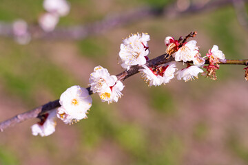 白梅の花の近影
