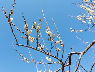 白梅の花の近影