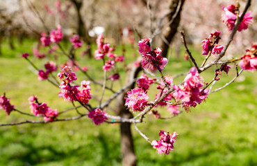 紅梅の花の近影