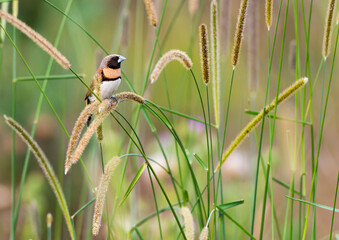 Chestnut-breasted Manikin clinging to reedy grasses