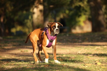 Boxer with cleft palette 