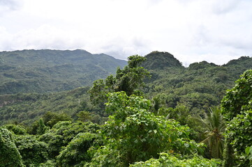 Fototapeta na wymiar Evergreen mountains in the Philippines. Jungle.
