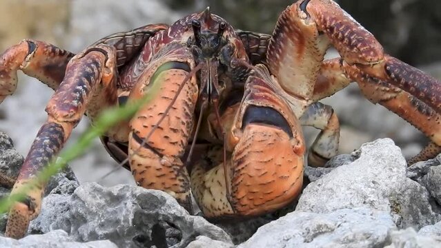 Giant Coconut crab on rocks, Close up,2022
 Aldabra Atoll, Indian ocean,2022
