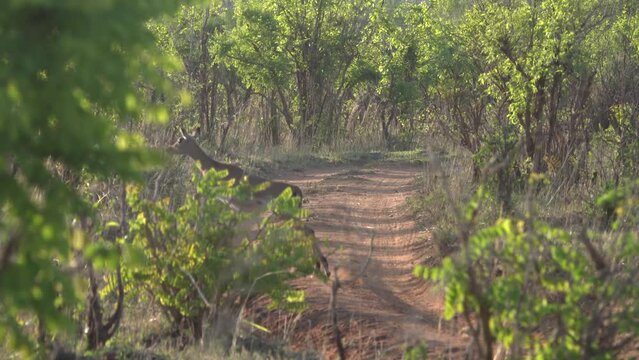 Impalas jumping and crossing the road, Tanznia
 Tarangire National Park, South Africa, Tanznia, 2022
