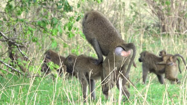 Baboons mating in Savannah close to family
  Tarangire National Park, Tanzania, South Africa, 2023
