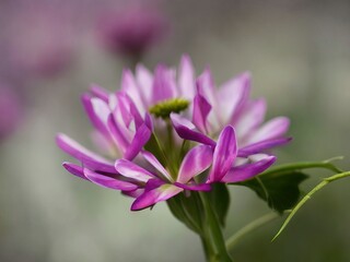 Fototapeta premium Flowers