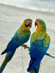 Colorful parrots couple in the wild on the beach in Maldives 