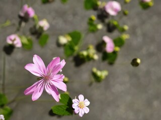 Fototapeta premium Flowers