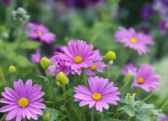 Obraz premium Flowers