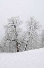Snowy winter landscape with snow-covered trees.