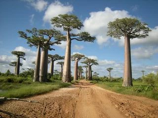 Fototapeten Baobab avenue in Morondava, Madagascar © HanzoPhoto
