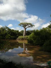 Fototapeten Baobab tree in Morondava, Madagascar © HanzoPhoto