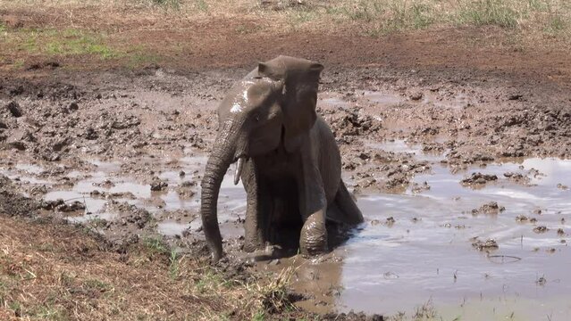 African Elephant Calf in mud bath, South Africa, 2023
 Tarangire National Park, Tanzania, 2023
