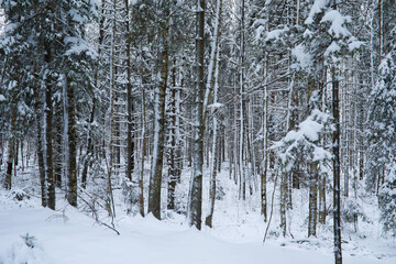 Winter snowy frosty landscape. The forest is covered with snow. Frost and fog in the park.