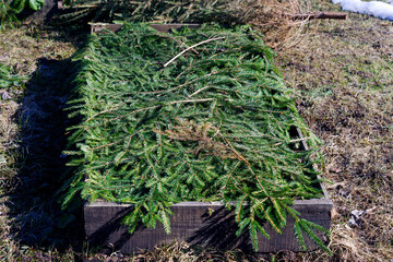 Garden bed covered with spruce branches to protect plants from frost in winter season - obrazy, fototapety, plakaty