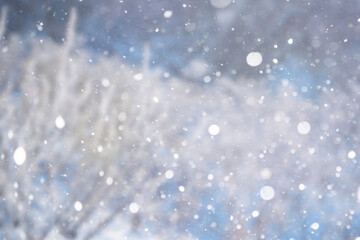 Blurred snow background. Winter landscape. Trees and plants covered with snow.