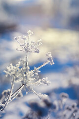 Winter landscape. Trees and plants covered with snow. The beauty of snow covered paths. Snowfall and cooling in tourist areas.