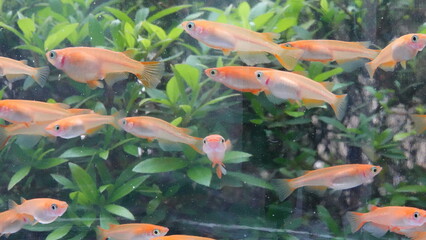 鮮やかなオレンジ色の楊貴妃メダカの群泳　8383