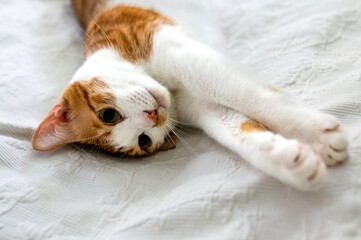 A white and brown tabby cat lying in a white blanket, stretching and relaxing