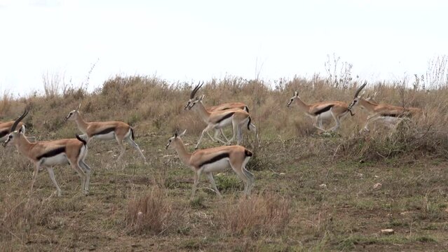 Thompson Gazelles running fast from danger,
 Serengeti National Park, Tanzania, South Africa, 2022

