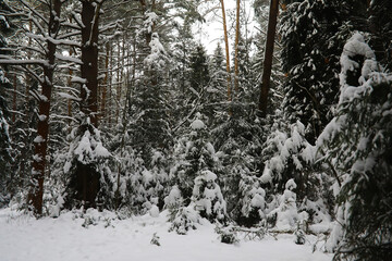 Winter snowy frosty landscape. The forest is covered with snow. Frost and fog in the park.