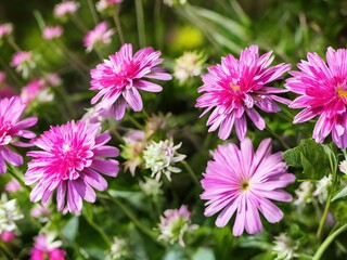 Obraz premium Flowers