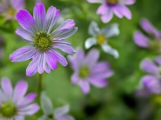 Obraz premium Flowers