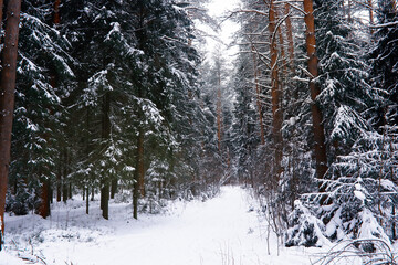 Winter landscape. Trees and plants covered with snow. The beauty of snow covered paths. Snowfall and cooling in tourist areas.