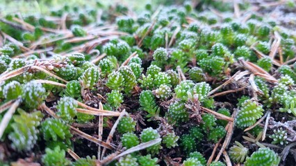 Close-up of green frozen tasteless stonecrop (Sedum sexangulare)