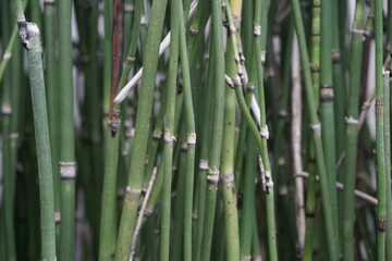 Fototapeta premium Equisetum debile (Horsetail) ; cylindrical, hollow and stem