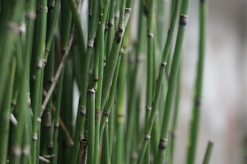 Equisetum debile (Horsetail) ; cylindrical, hollow and stem