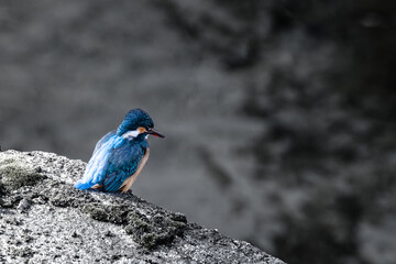 大都市・東京にもカワセミがいるよ