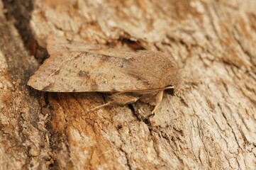 Closeup on the Clouded drab owlet moth, Orthosia incerta, sitting on a piece of wood