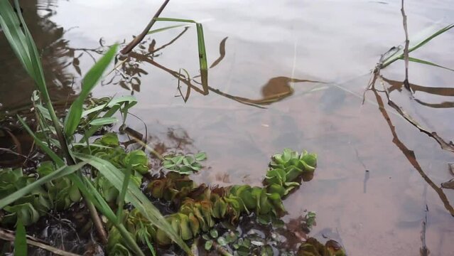 water on the edge of the lake