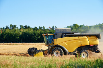 Combine harvester harvesting golden wheat field, harvester working in an agricultural field,...