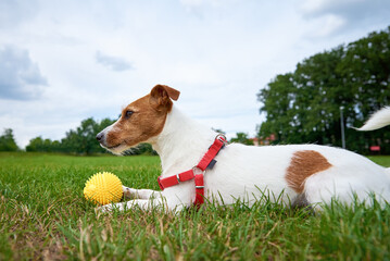 Cute active dog walking at green grass, playing with toy ball. Close up outdoors portrait of funny Jack Russell Terrier