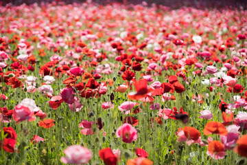 Obraz na płótnie Canvas field of poppy