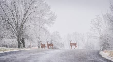 Three deer pausing while crossing suburban street during blizzard; snow covered trees on both sides - obrazy, fototapety, plakaty