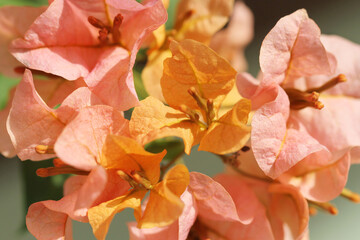 Fototapeta na wymiar orange and pink bougainvillea flower on green background