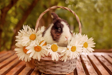 a black and white decorative rabbit sits in a wicker basket with white daisies