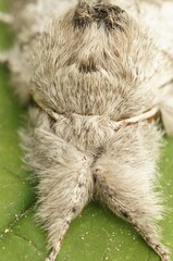 Closeup on a hairy, fluffy Pale tussock moth, Calliteara pudibunda, hiding it's head between it's feathered legs