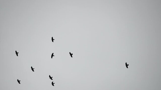 Crows in cloudy sky. Silhouette of black birds flying against gloom sky. A flock of black birds, crows, flying and circling in the autumn sky. Cloudy autumn day, grey sky, outdoors. Slow motion