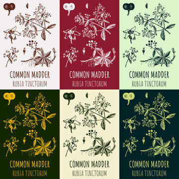 Set of drawings common madder  in different colors. Hand drawn illustration. Latin name Rubia tinctorum L.
