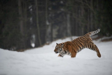 Siberian Tiger running in snow. Beautiful, dynamic and powerful photo of this majestic animal. Set...