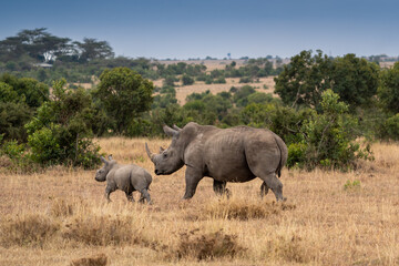 White rhinoceros (Ceratotherium simum) with calf in natural habitat, South Africa